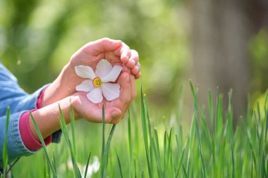 Baharın güneşli bahçesinde açan narsist çiçeklerin etrafındaki koruyucu insan elleri.