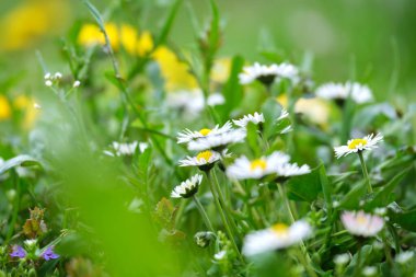 Yeşil, güneşli bahçede yaz çayırlarında açan küçük yabani çiçekler.