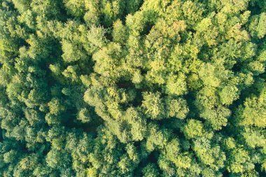 Yazın yeşil ağaçlı, koyu yemyeşil ormanların tepeden aşağı düz manzarası.