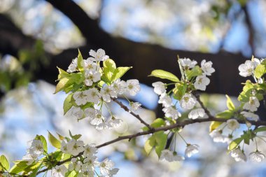 Baharın başında çiçek açan kiraz ağacının dalları