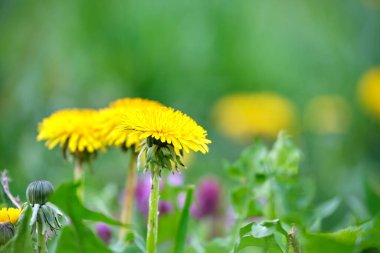 Sarı karahindiba çiçekleri yeşil, güneşli bahçedeki yaz çayırlarında çiçek açıyor.