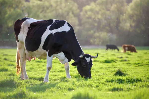 Milk cow grazing on green farm pasture on summer day. Feeding of cattle on farmland grassland — Stock Photo, Image