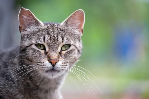 夏に屋外の路上で休んでいる灰色の猫の肖像画 — ストック写真