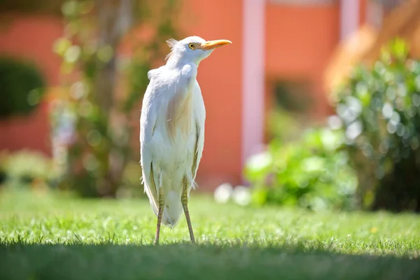 Vite albe egret pasăre sălbatică, cunoscută și sub numele de Bubulcus ibis, mergând pe gazon verde la curtea hotelului în timpul verii — Fotografie, imagine de stoc