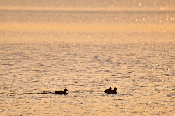 Canards sauvages nageant sur l'eau du lac au coucher du soleil. Concept d'observation des oiseaux — Photo