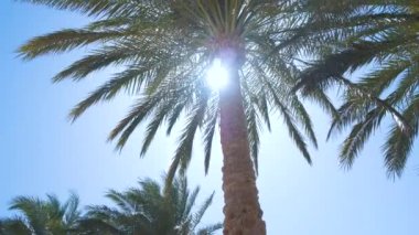 Güzel yeşil hindistan cevizi palmiyeleri mavi gökyüzüne karşı tropikal sahilde rüzgarda sallanıyor. Yaz tatili kavramı