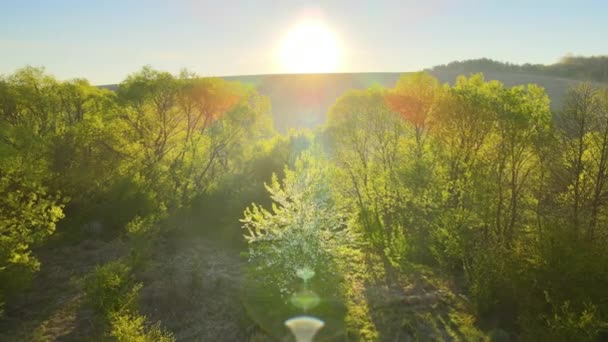 Luftaufnahme von Wäldern mit frischen grünen Bäumen im zeitigen Frühling bei Sonnenuntergang — Stockvideo