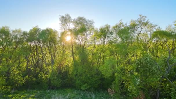 Vista aérea del bosque con árboles verdes frescos a principios de primavera al atardecer — Vídeos de Stock
