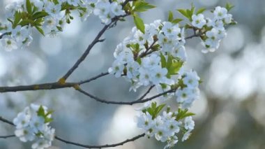 Baharın başında çiçek açan kiraz ağacının dalları