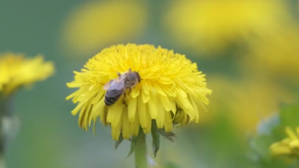 Honung bi samla nektar på gula maskros blommor blommar på sommaren äng i grön solig trädgård — Stockvideo