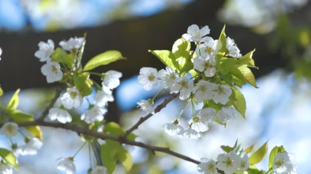 Ramitas de cerezo con flores blancas en flor a principios de primavera — Vídeo de stock