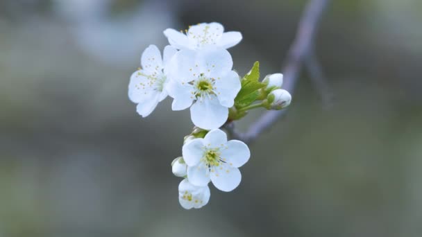 Parykker af kirsebærtræ med hvide blomstrende blomster i det tidlige forår – Stock-video