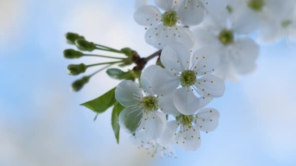 Ramitas de cerezo con flores blancas en flor a principios de primavera — Vídeo de stock