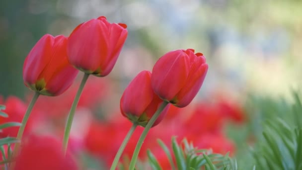 Λαμπερά κόκκινα λουλούδια τουλίπας ανθισμένα σε υπαίθριο παρτέρι την ηλιόλουστη ανοιξιάτικη μέρα — Αρχείο Βίντεο