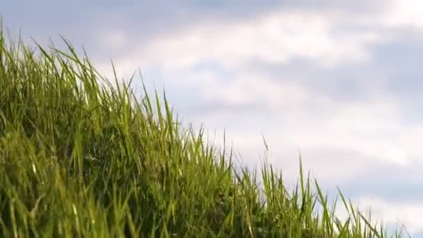 Closeup of green grass with long blades swaying under strong wind growing on lawn in summer — Stock Video