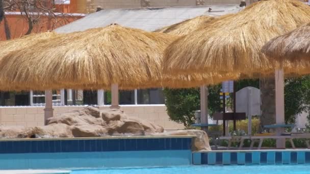 Lege ligstoelen onder stroschaduwparasols aan de rand van het zwembad in tropisch resort. Zomervakantie en vluchtconcept — Stockvideo