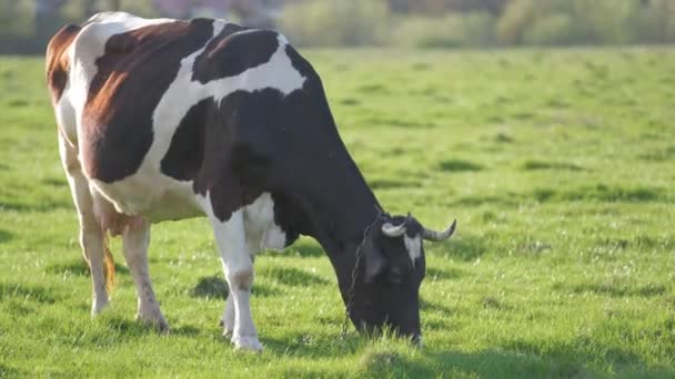 Vaca lechera pastando en pastos verdes en el día de verano. Alimentación de ganado en pastizales de tierras agrícolas — Vídeo de stock