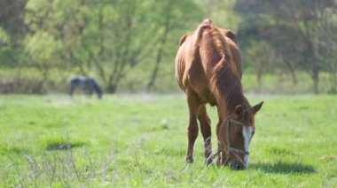 Çiftlik otlaklarında otlayan ince kestane atı.