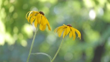 Sarı, güneşli papatya çiçekleri yeşil, güneşli bahçede çiçek açıyor.