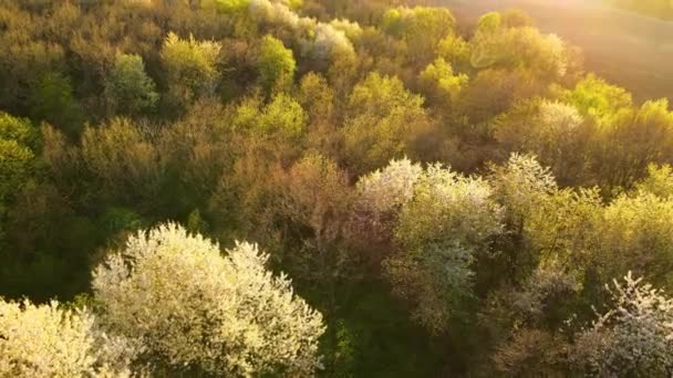 Vedere aeriană a grădinii înflorite cu copaci albi înfloriți la începutul primăverii la apusul soarelui — Videoclip de stoc