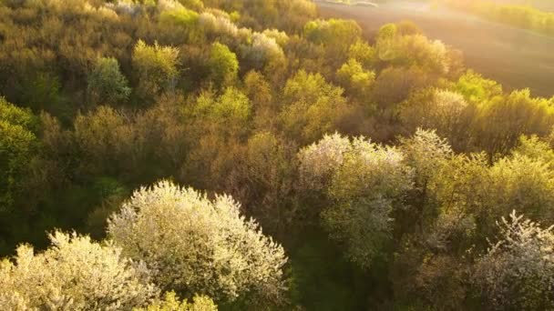 Vista aérea do jardim florescendo com árvores florescentes brancas no início da primavera ao pôr do sol — Vídeo de Stock