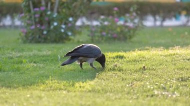 Yazın yeşil çimlerde yiyecek arayan kara karga kuşu.