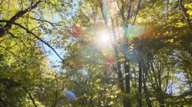 Güneş ışığıyla aydınlanan yeşil ormanlar ve sonbahar gündoğumunda yemyeşil ağaçlar. Güneşli bir günde harika bir orman. Çevre ve doğa koruma kavramı