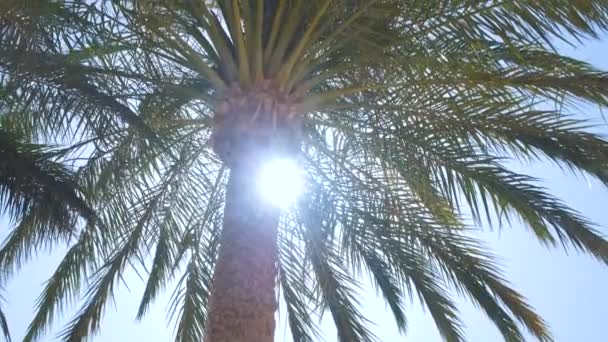 नीले आकाश के खिलाफ उष्णकटिबंधीय समुद्र तट पर हवा पर लहरते हुए सुंदर हरी नारियल के खजूर के पेड़। ग्रीष्मकालीन अवकाश अवधारणा — स्टॉक वीडियो
