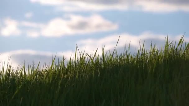 Closeup of green grass with long blades swaying under strong wind growing on lawn in summer — Stock Video