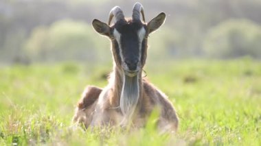 Uzun sakallı ve boynuzlu yerli süt keçisi yaz günü yeşil çayır çimlerinde dinleniyor. Çiftlik otlaklarında sığır beslemek