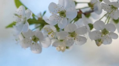Baharın başında çiçek açan kiraz ağacının dalları