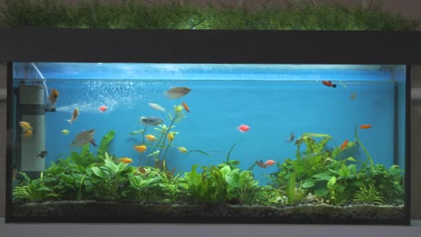 Kleurrijke exotische vissen zwemmen in diep blauw water aquarium met groene tropische planten — Stockvideo