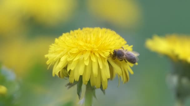 Медовая пчела собирает нектар на желтых цветах одуванчика, цветущих на летнем лугу в зеленом солнечном саду — стоковое видео
