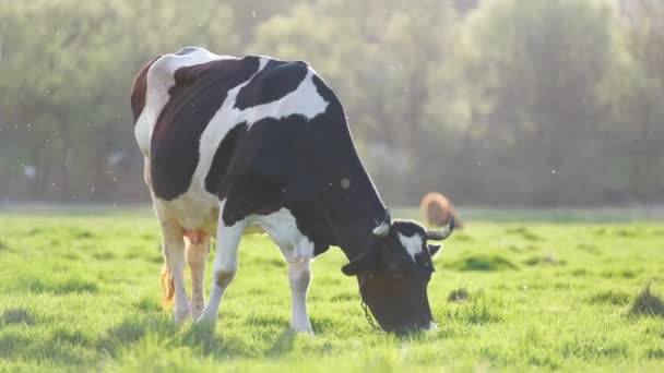 Yeşil çiftlik otlaklarında yaz günü süt ineği otluyor. Çiftlik arazilerinde sığır beslemek — Stok video