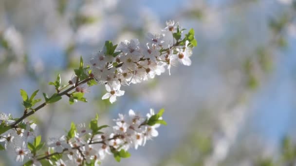 Twigs of cherry tree with white blossoming flowers in early spring — Stock Video