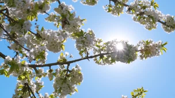 Gałązki wiśni z białymi kwitnącymi kwiatami wczesną wiosną — Wideo stockowe