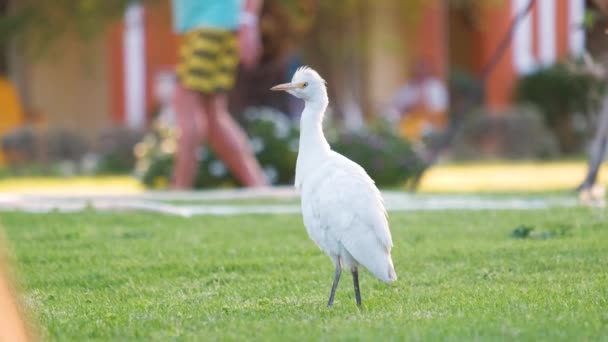 Dziki ptak, znany również jako Bubulcus ibis, spacerujący latem po zielonym trawniku na hotelowym podwórku — Wideo stockowe