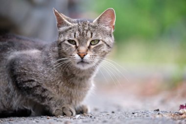 Büyük gri sokak kedisi yazın açık havada dinleniyor.
