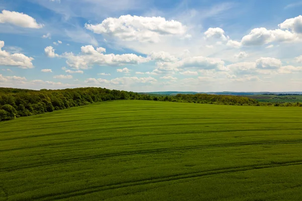 Luftaufnahme von grün bewirtschafteten landwirtschaftlichen Feldern mit wachsenden Pflanzen an hellen Sommertagen — Stockfoto