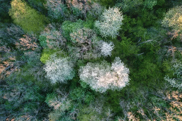 Vista aérea del jardín floreciente con árboles en flor blanca a principios de primavera al atardecer —  Fotos de Stock