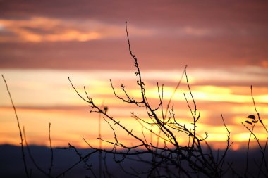 Küçük ağaçlardan ve çalılardan oluşan siyah yapraklar parlak renkli günbatımına karşı güneş ışığıyla aydınlanan canlı bulutlarla aydınlandı.