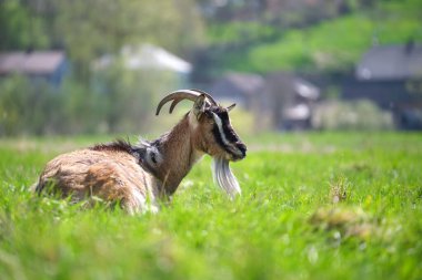 Uzun sakallı ve boynuzlu yerli süt keçisi yaz günü yeşil çayır çimlerinde dinleniyor. Çiftlik otlaklarında sığır beslemek