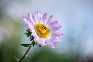 Mor renkli papatya çiçeği yeşil, güneşli bahçede çiçek açmış.