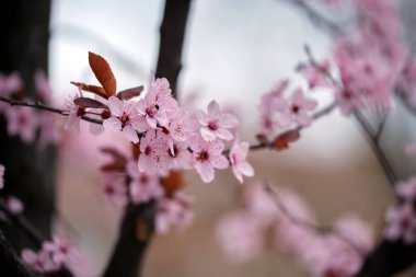 İlkbaharın başlarında pembe çiçekli kayısı ağacı dalları