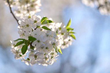 Baharın başında çiçek açan kiraz ağacının dalları