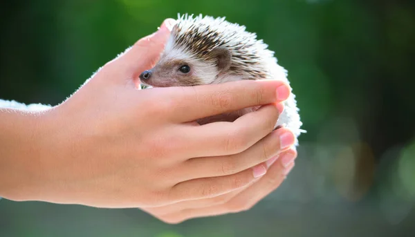 Mãos humanas segurando pequeno ouriço africano pet ao ar livre no dia de verão. Manter animais domésticos e cuidar do conceito de animais de estimação — Fotografia de Stock