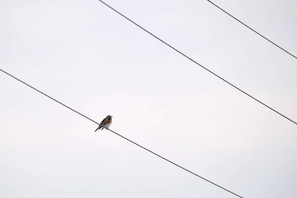 O pasăre mică sălbatică care se coboară singură pe sârmă electrică — Fotografie, imagine de stoc