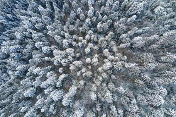 Von oben nach unten Luftaufnahme des schneebedeckten immergrünen Kiefernwaldes nach starkem Schneefall in winterlichen Bergwäldern an kalten, ruhigen Tagen — Stockfoto