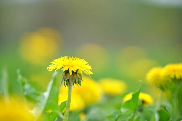 Fiori di tarassaco gialli che sbocciano sul prato estivo nel verde giardino soleggiato — Foto Stock