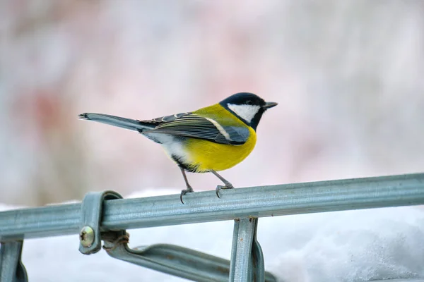 Жовті дикі птахи шукають їжу в холодний зимовий день — стокове фото